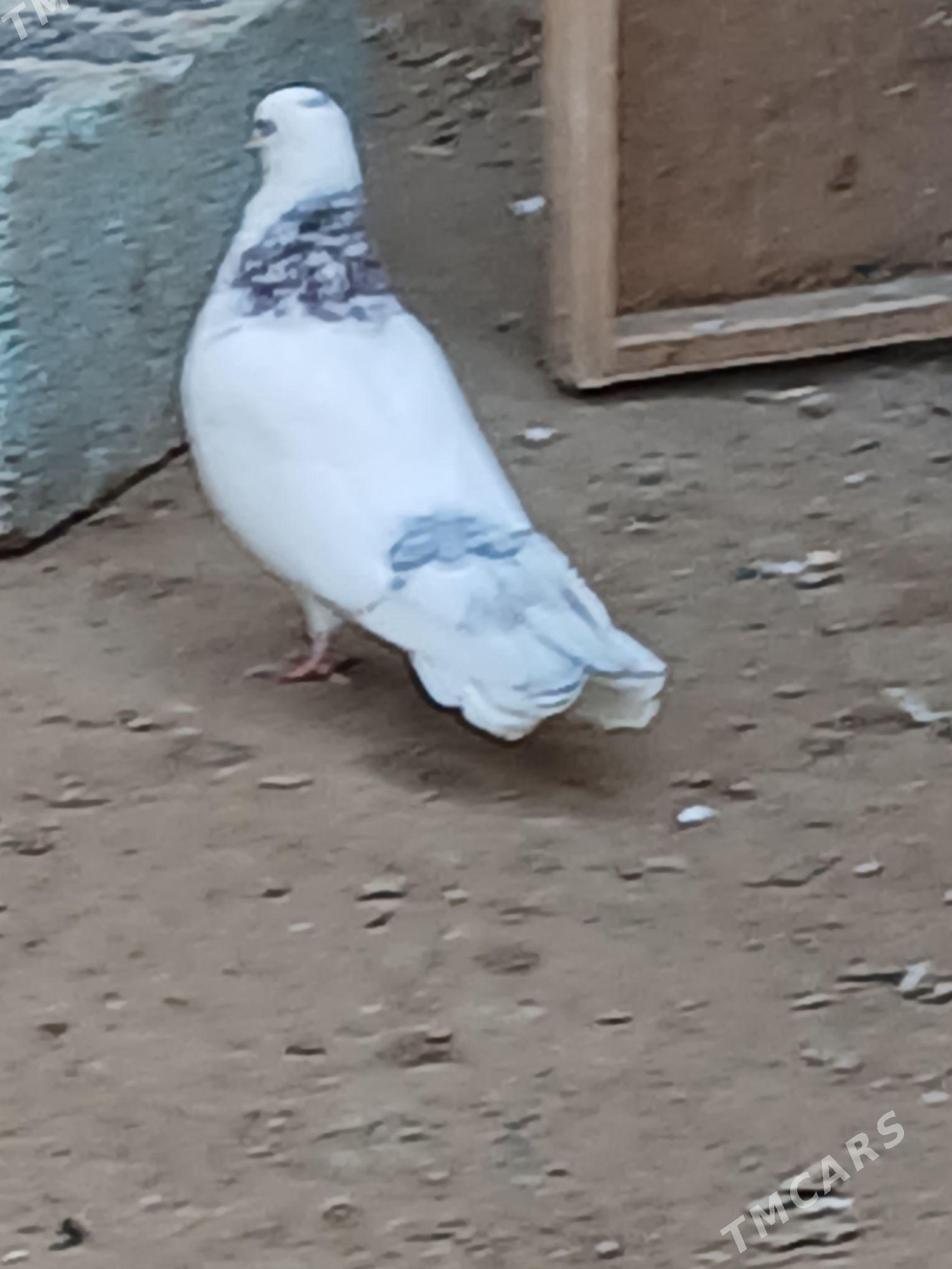 kepderi - Bekrewe - img 4