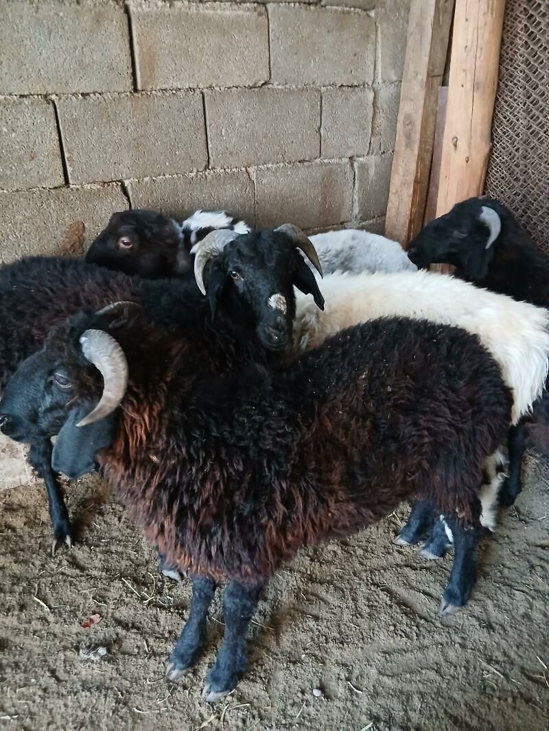 Goyun tokly garakol - Aşgabat - img 2