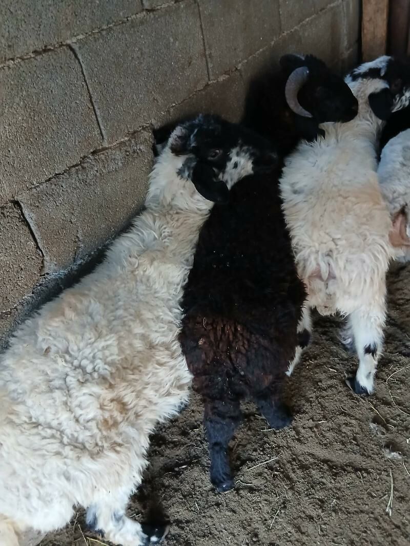 Goyun tokly garakol - Aşgabat - img 11