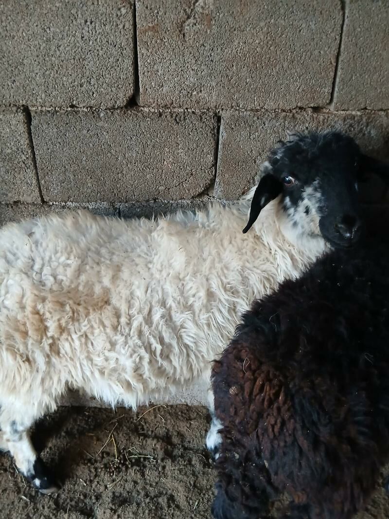 Goyun tokly garakol - Aşgabat - img 7