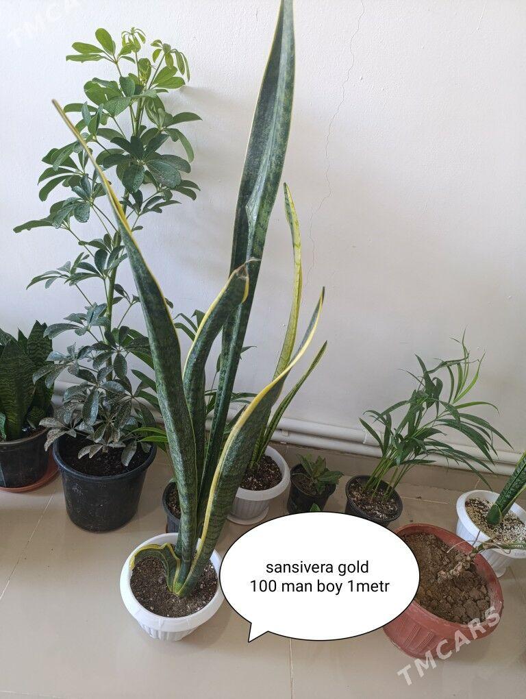 öý gülleri - Кака - img 2