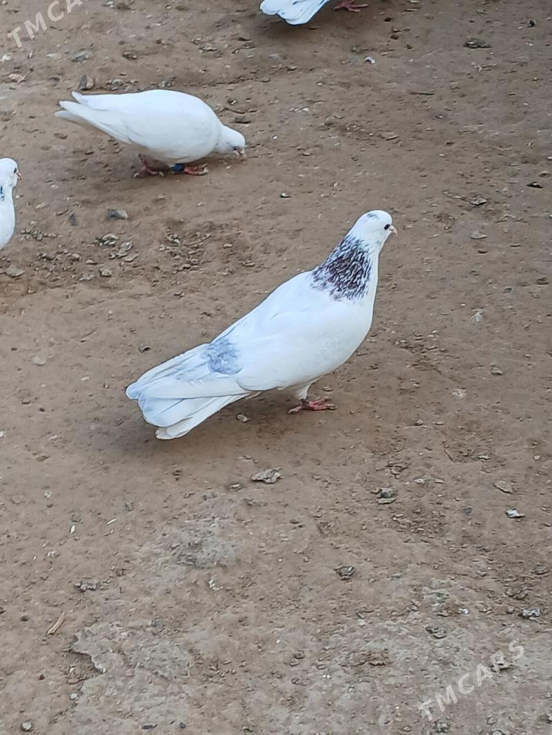 kepderi - Bekrewe - img 3