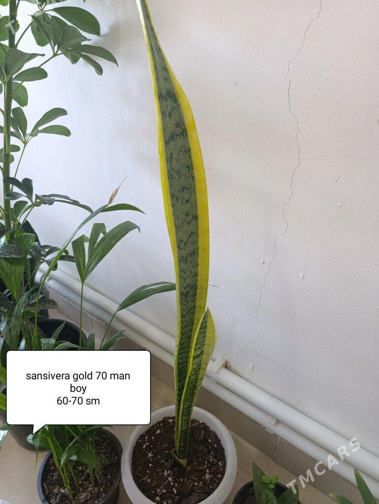 öý gülleri - Кака - img 3