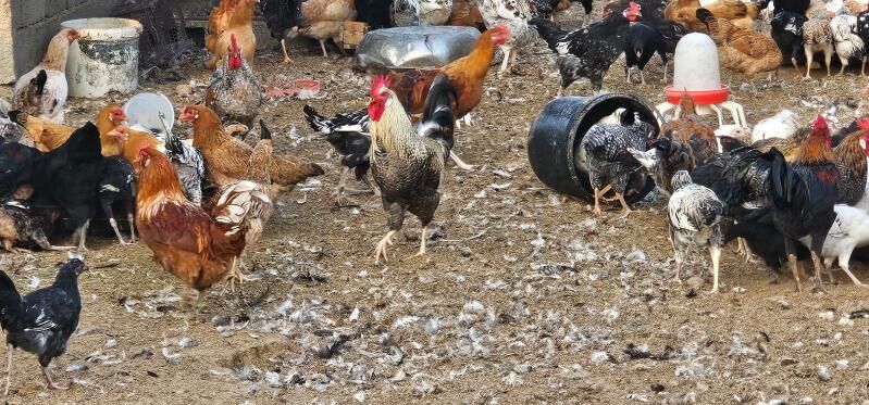 jüýje horaz - Бузмеин - img 1