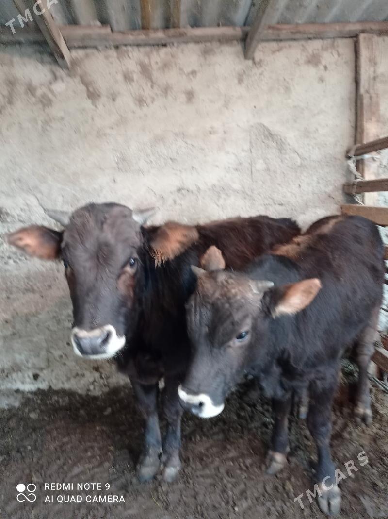 Arassa swes okuzler - Aşgabat - img 3