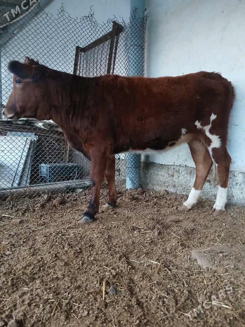 şives tüwe - Çoganly - img 5