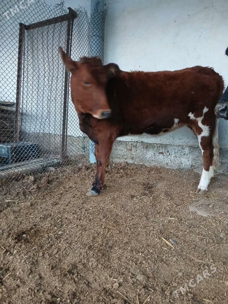 şives tüwe - Çoganly - img 2