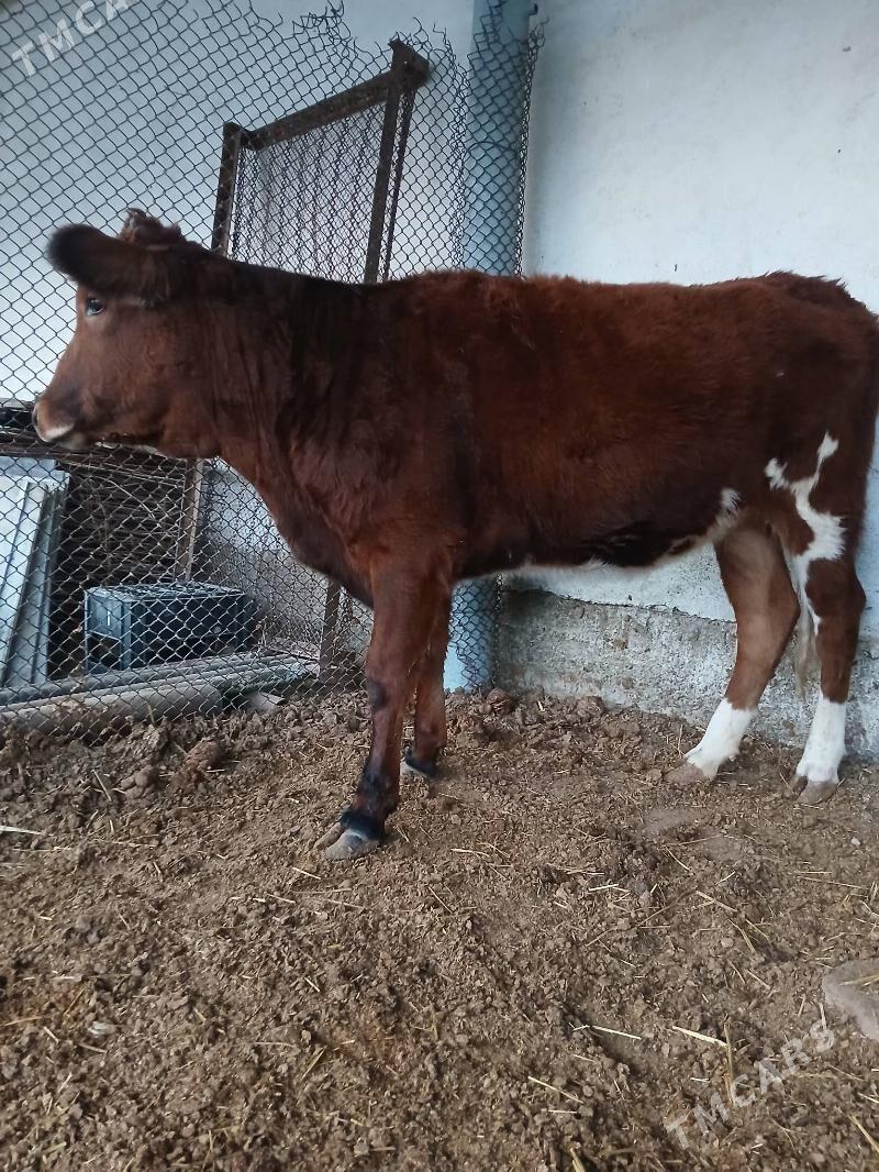 şives tüwe - Çoganly - img 4