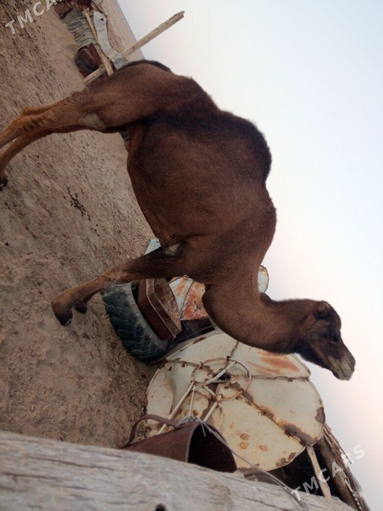 Kaderi duye bakyda duran - Bereket - img 2