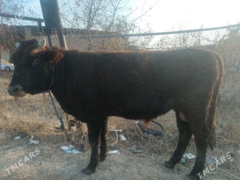 öküz baklyk - Чарджоу - img 5