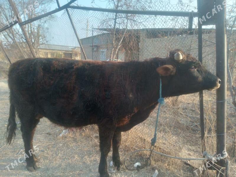 öküz baklyk - Чарджоу - img 4