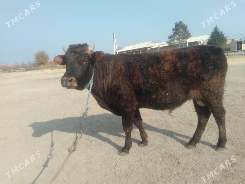 öküz baklyk - Чарджоу - img 2