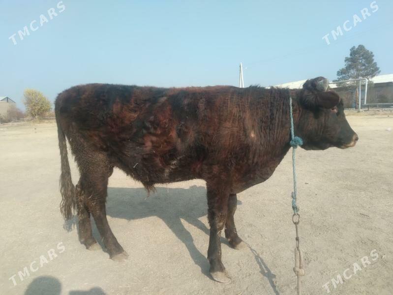 öküz baklyk - Чарджоу - img 6