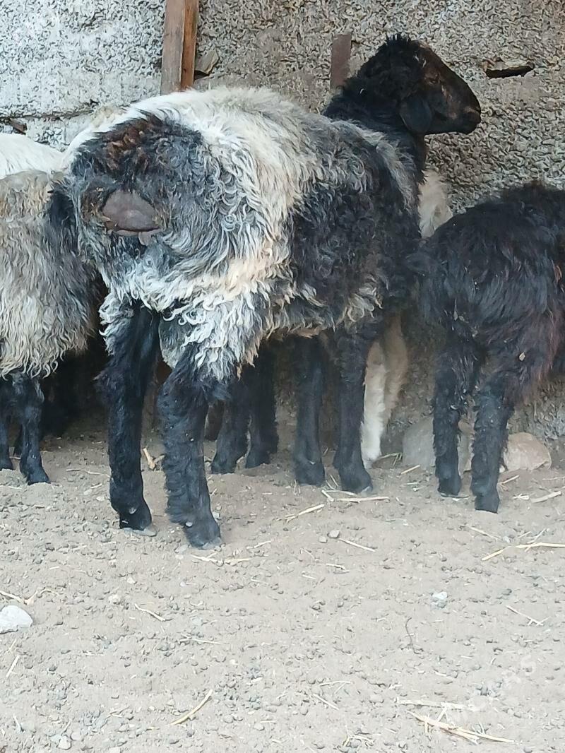 goyun - Гёкдже - img 3