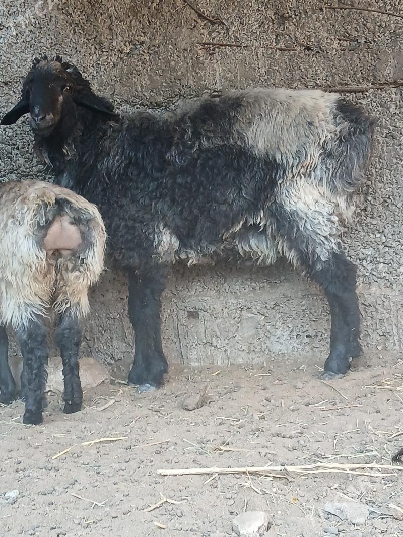 goyun - Гёкдже - img 4