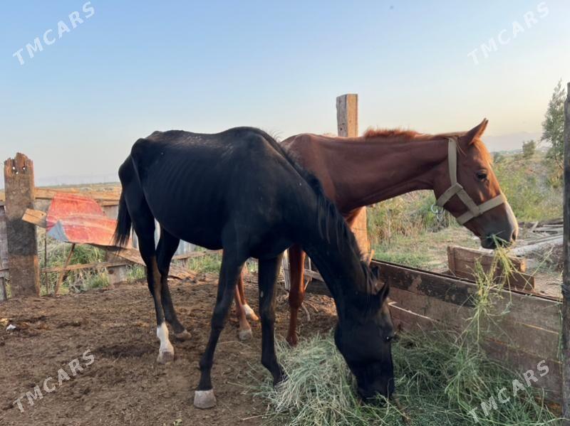 Ат. - Ашхабад - img 2