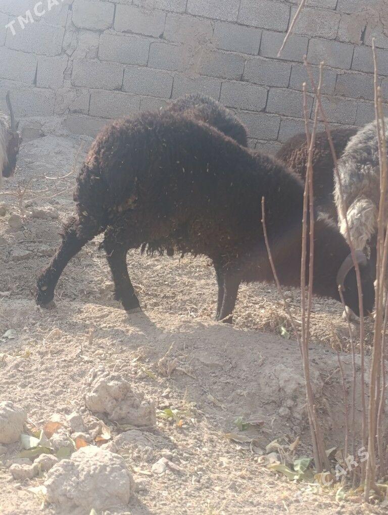 Гойун - Kaka - img 4