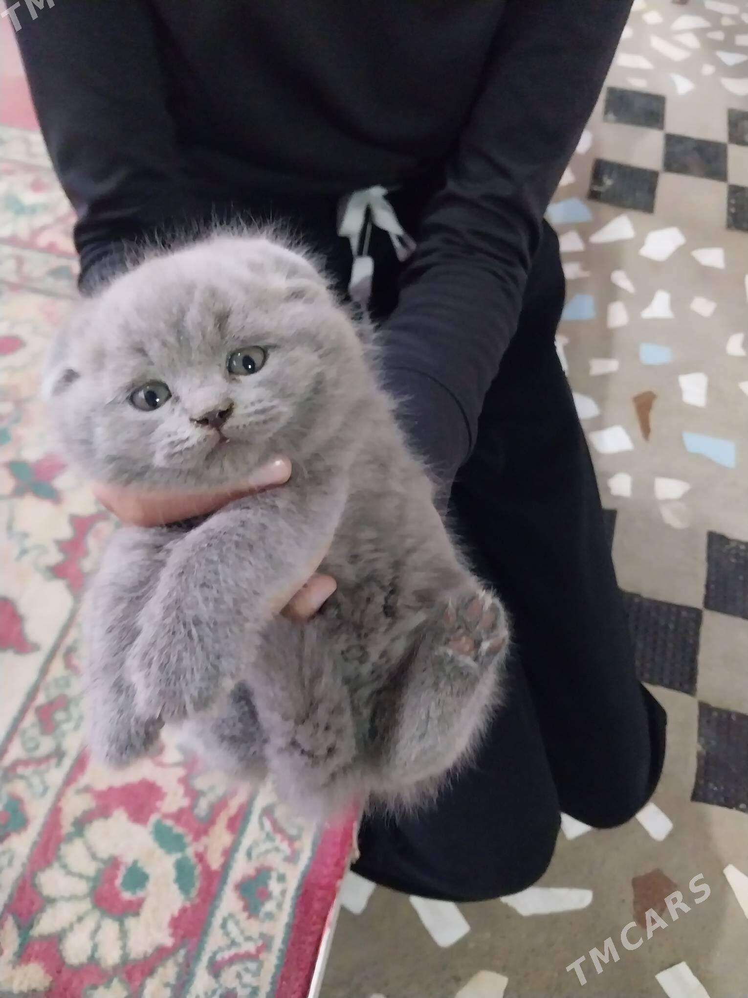 веслоухие породистые котята - Туркменабат - img 2