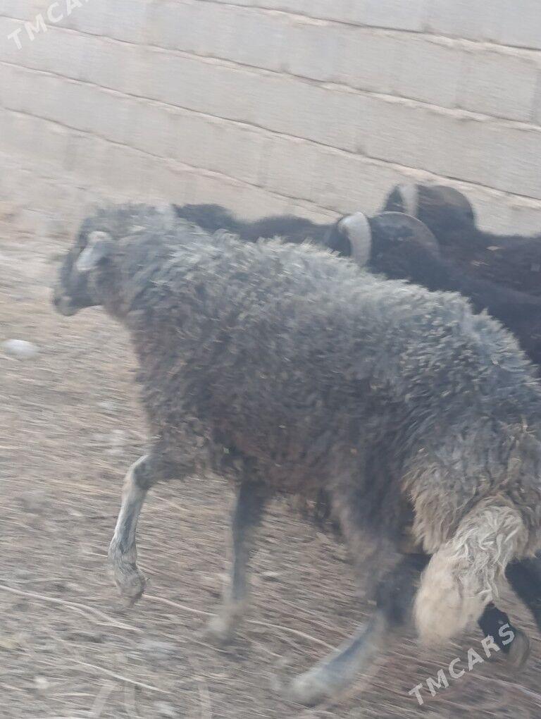 Гойун - Kaka - img 2