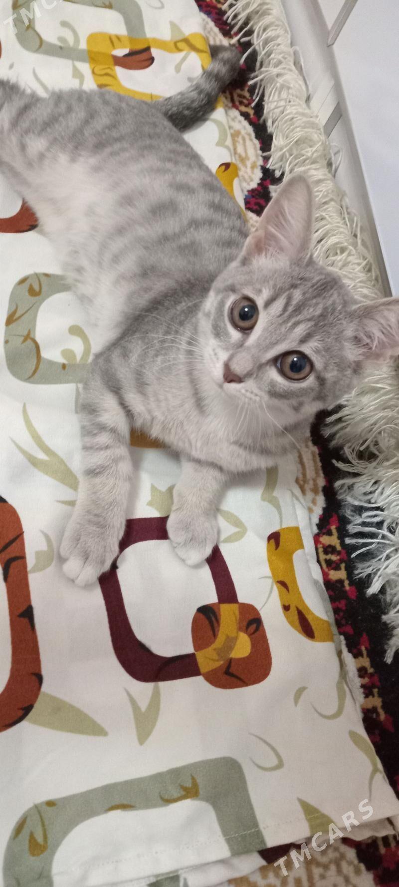 ÖŸ PİŞİGİ - Parahat 4 - img 1