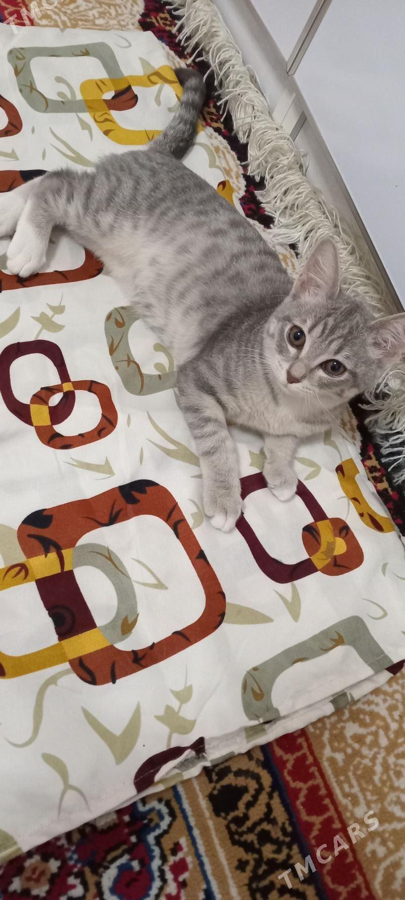 ÖŸ PİŞİGİ - Parahat 4 - img 3