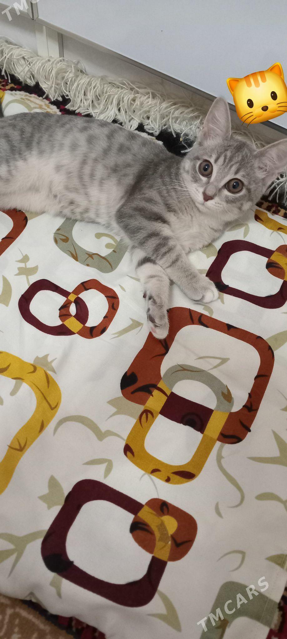 ÖŸ PİŞİGİ - Parahat 4 - img 6