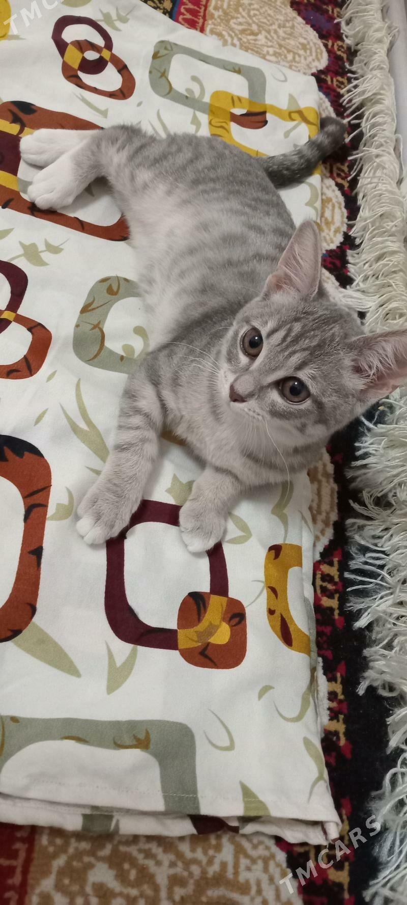 ÖŸ PİŞİGİ - Parahat 4 - img 5