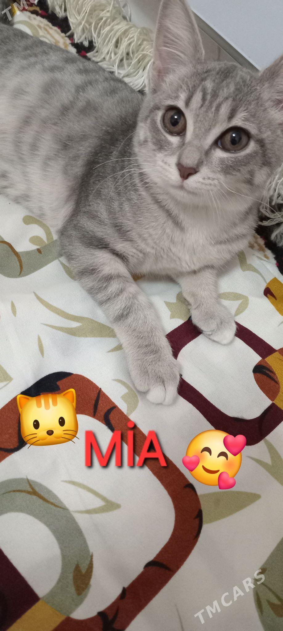 ÖŸ PİŞİGİ - Parahat 4 - img 4