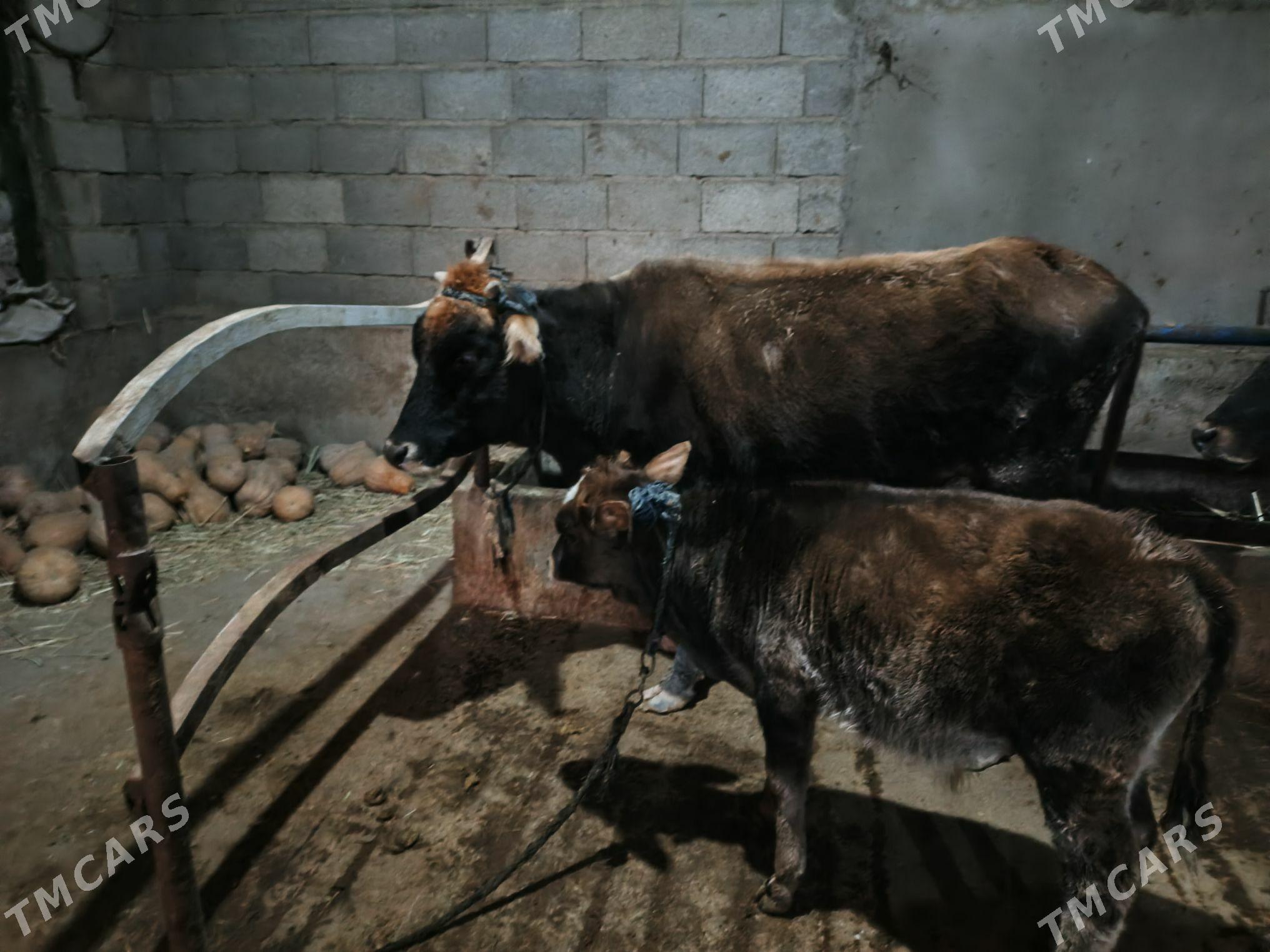 sygyr goleli - Tejen - img 3