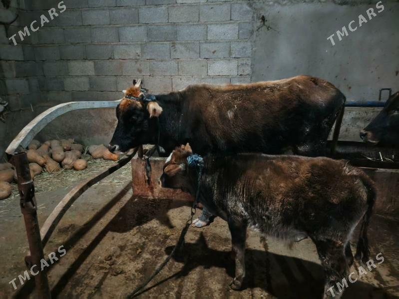 sygyr goleli - Tejen - img 2