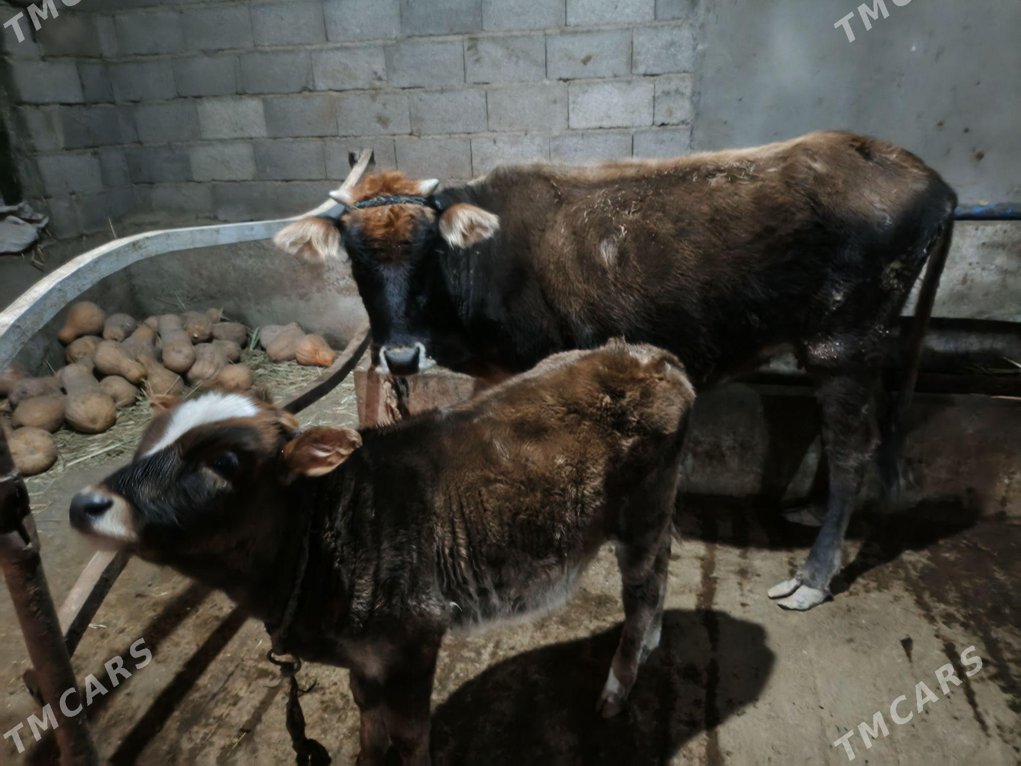 sygyr goleli - Tejen - img 1