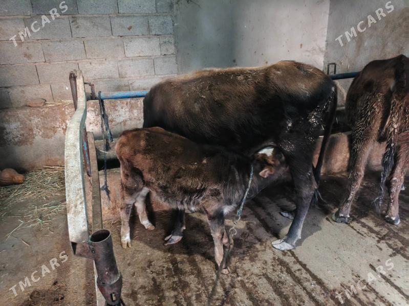 sygyr goleli - Tejen - img 4