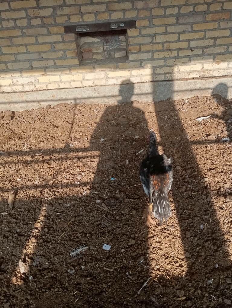 horaz - Чарджоу - img 3