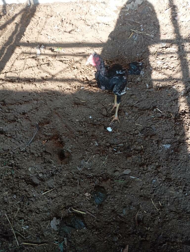 horaz - Чарджоу - img 2