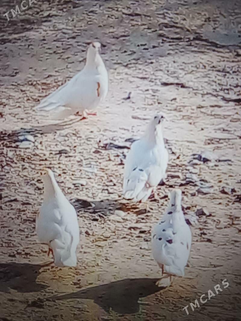 кепдери - Ак-Бугдайский этрап - img 4