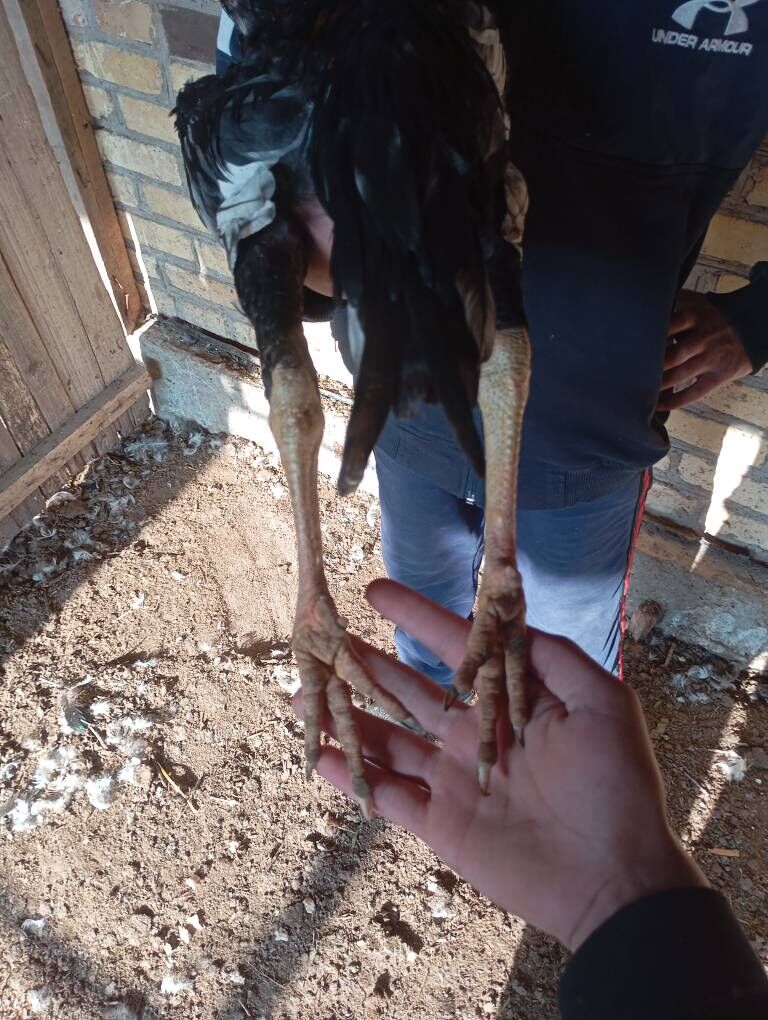 horaz - Чарджоу - img 5