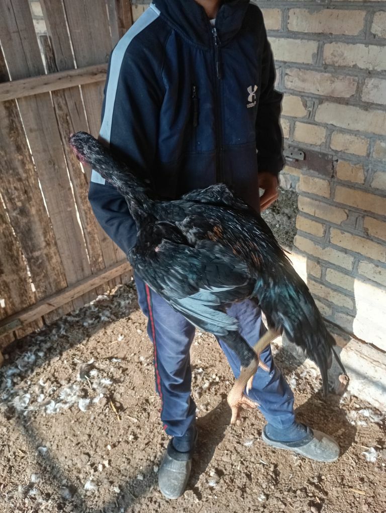 horaz - Чарджоу - img 4