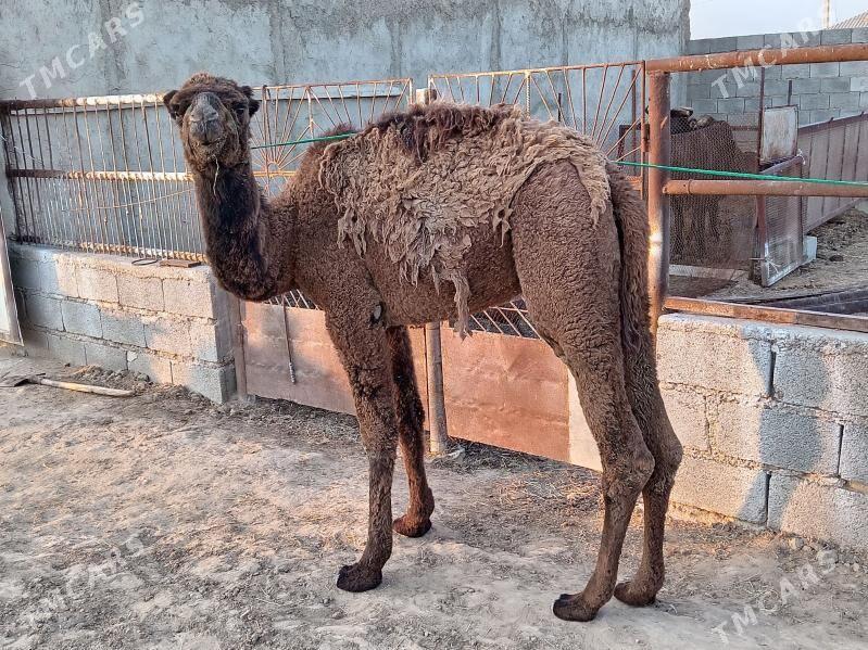 Torum - Etrek - img 2