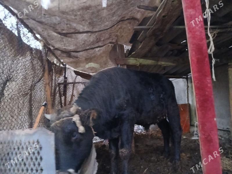 okuz - Änew - img 2