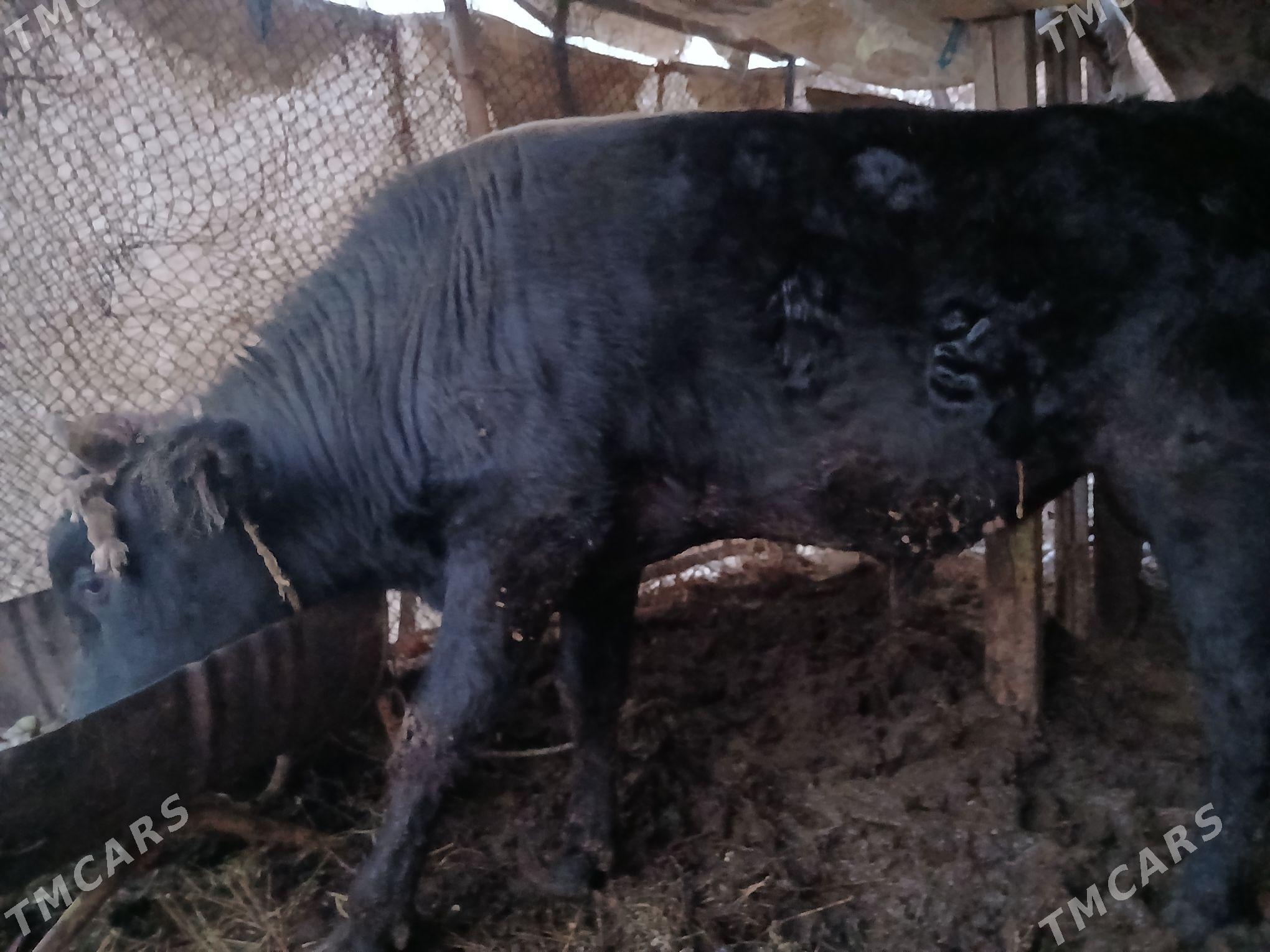 okuz - Änew - img 3