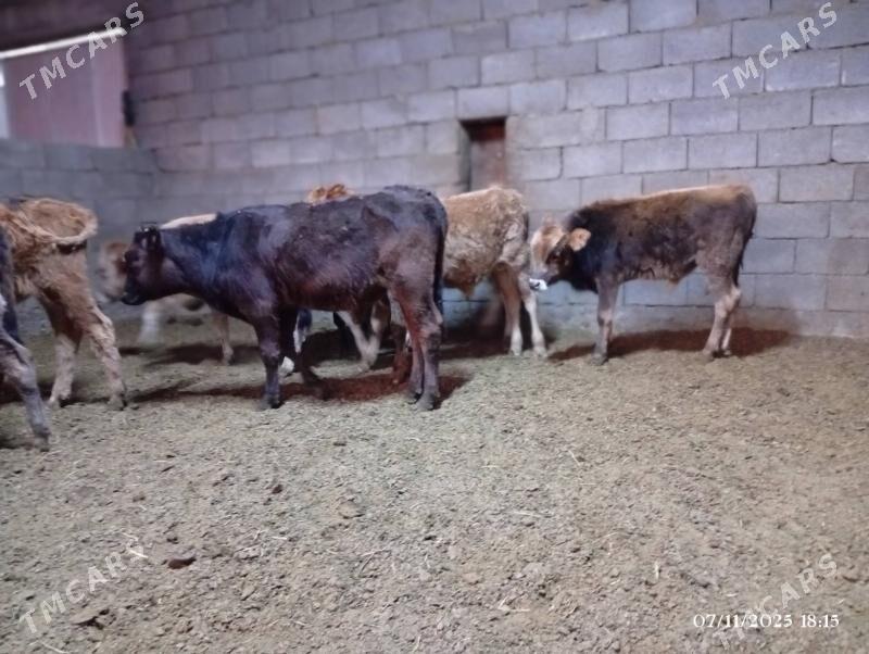 Şwes Ökuzceler tuweler - Херрикгала - img 3