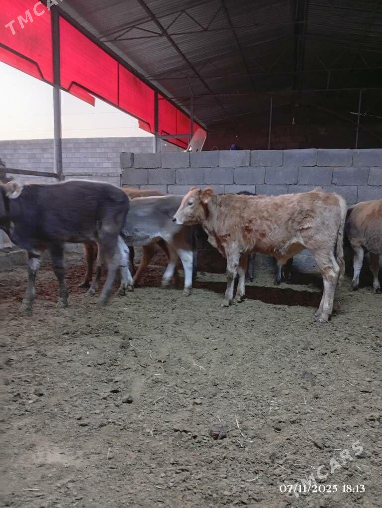 Şwes Ökuzceler tuweler - Херрикгала - img 4