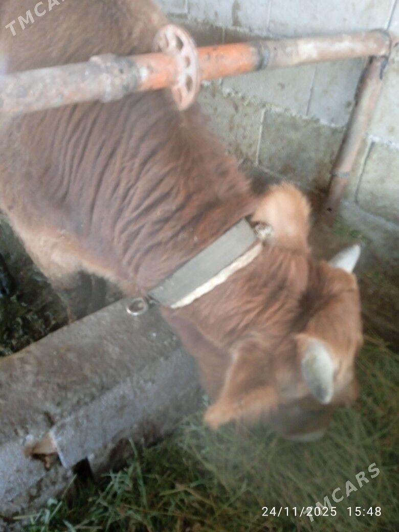 okuz - Bäherden - img 2