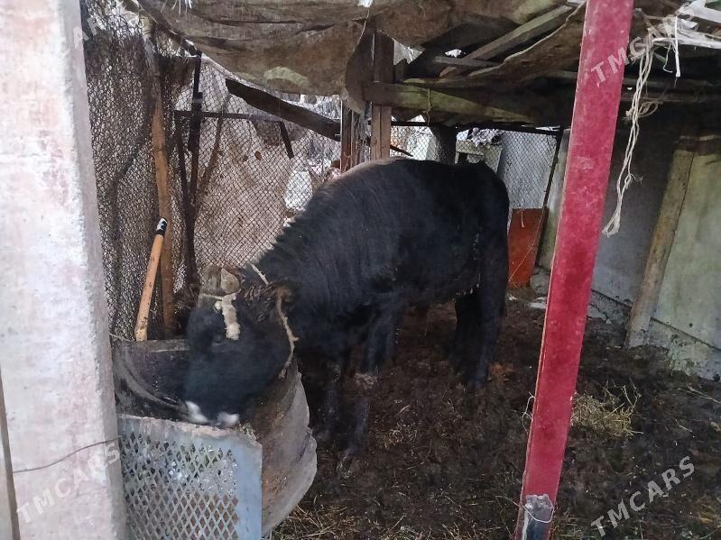 okuz - Änew - img 4