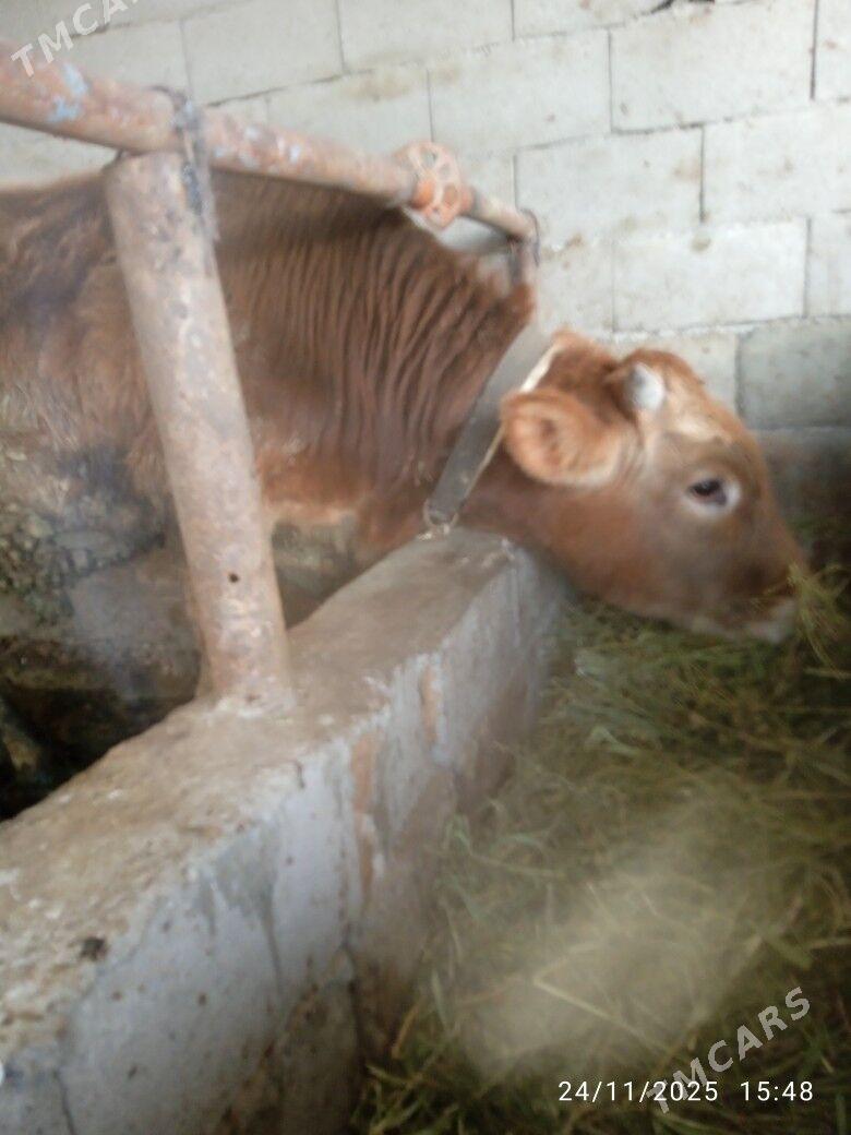 okuz - Bäherden - img 3