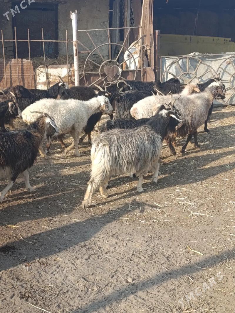 owlakly geci - Бахарден - img 6