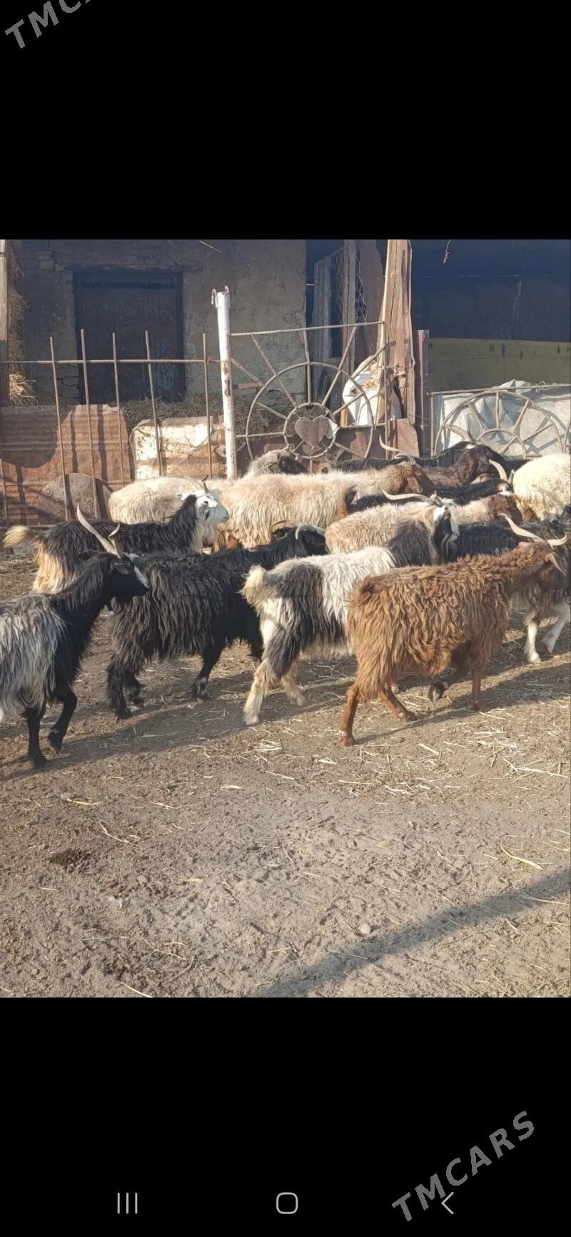 owlakly geci - Бахарден - img 4