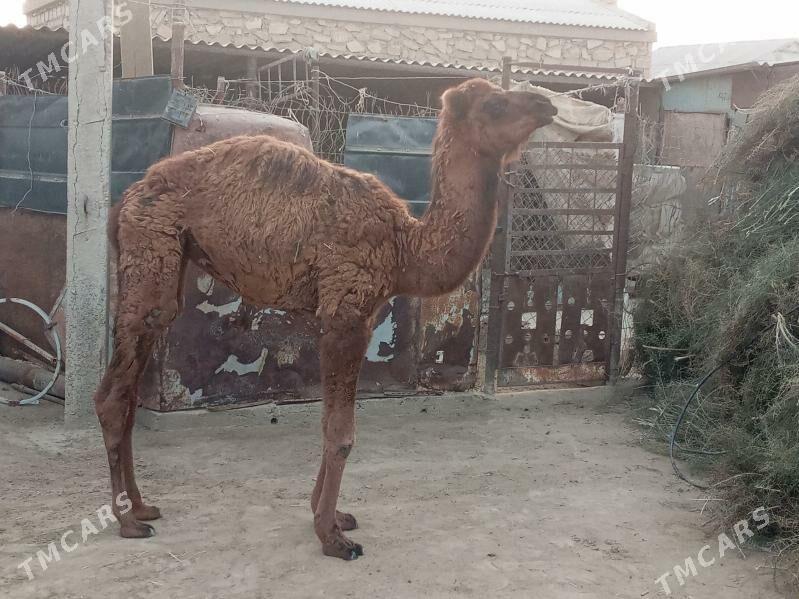 ogşuk - Эсенгулы - img 1