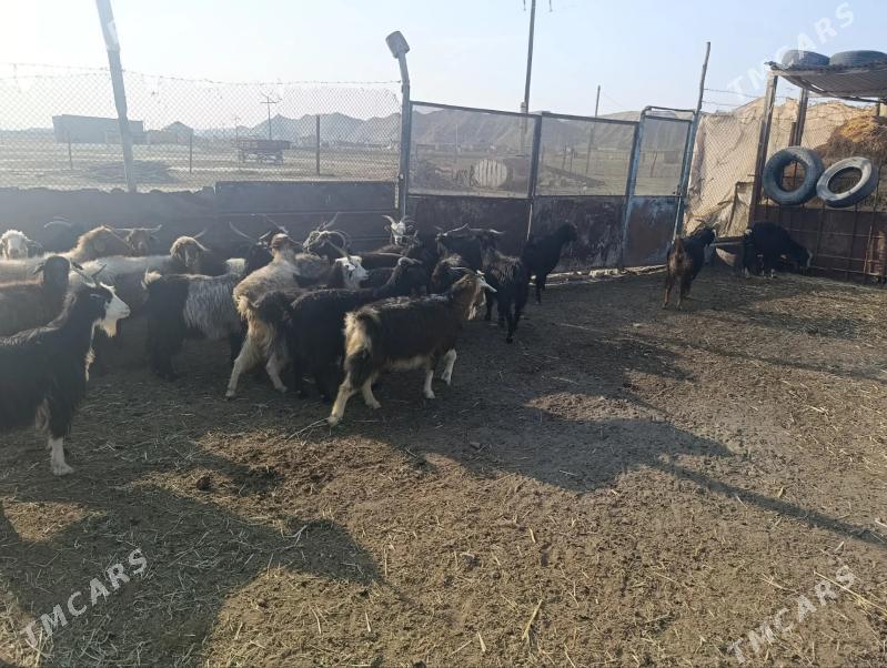 owlakly geci - Бахарден - img 5