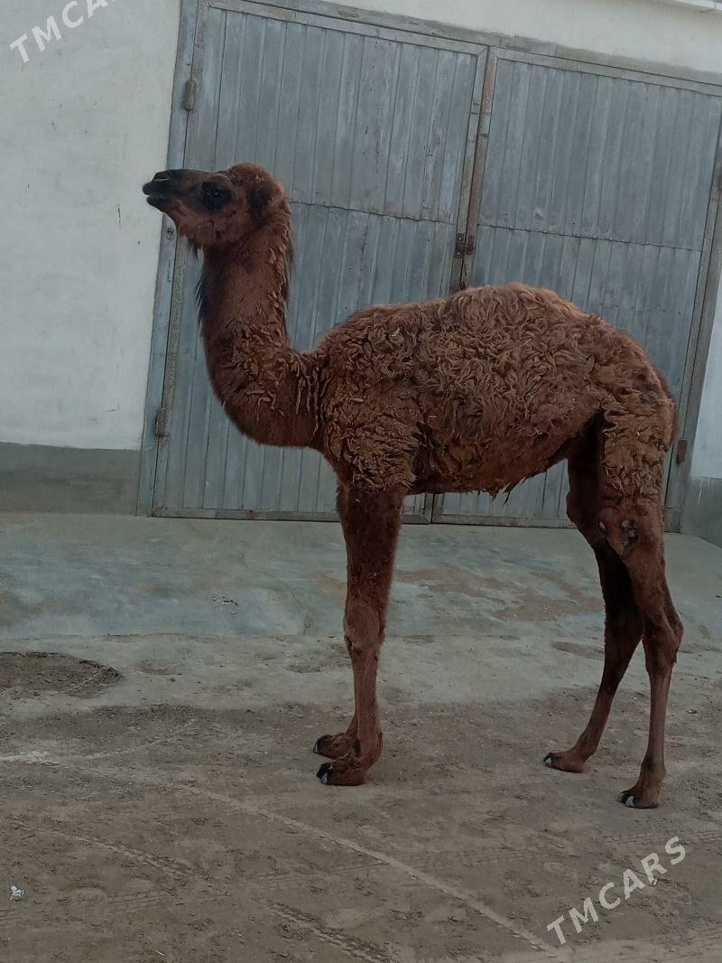 ogşuk - Эсенгулы - img 2